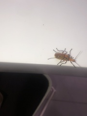Chauliognathus cinguliventris