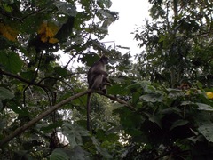 Piliocolobus tephrosceles