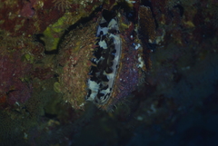 Spondylus