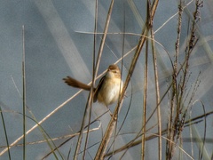 Prinia