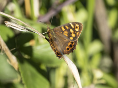 Pararge xiphioides