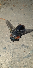 Osca lata