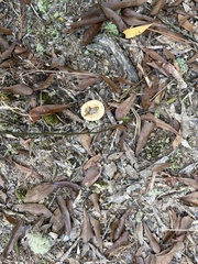 Tricholoma caligatum