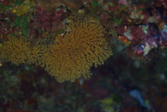 Villogorgia citrina