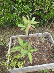 Rhododendron indicum