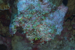 Palythoa