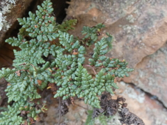 Oeosporangium