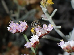 Lasioglossum viride