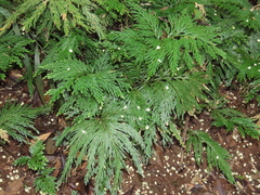 Selaginella longipinna
