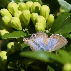 Theclinesthes onycha