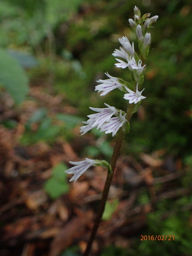 Image of Holothrix orthoceras by no rights reserved