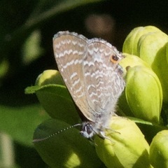 Theclinesthes onycha