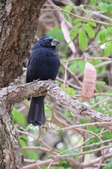 Cyanoloxia brissonii