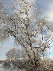 Betula pendula