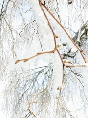 Betula pendula