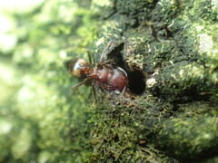 Crematogaster castanea