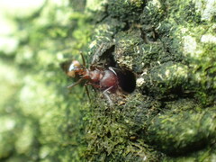 Crematogaster castanea