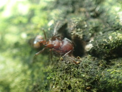 Crematogaster castanea