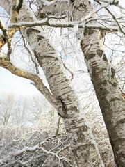 Betula pendula
