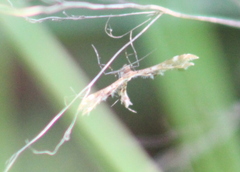 Oxyptilini