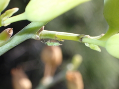 Nesidiocoris tenuis