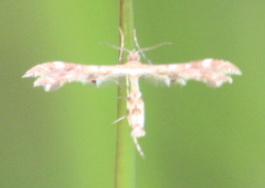 Oxyptilini