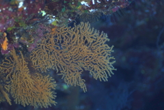 Villogorgia citrina