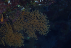 Villogorgia citrina
