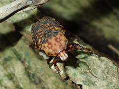 Porphyronota
