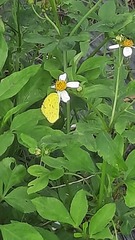 Eurema