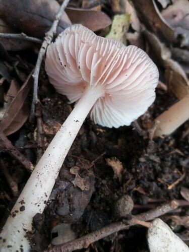 Prilbička ružovkastá (Mycena rosea)