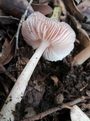Mycena rosea