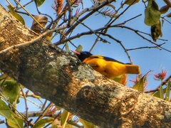 Oriolus xanthornus