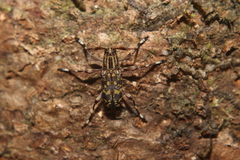 Colobothea pimplaea