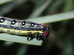 Hyles tithymali tithymali