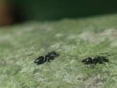 Technomyrmex albipes