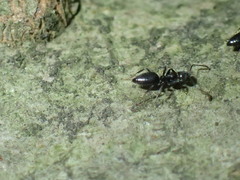 Technomyrmex albipes