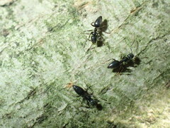 Technomyrmex albipes