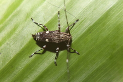 Colobothea bisignata