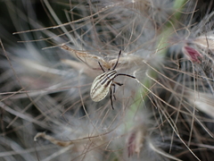 Mecidea lindbergi