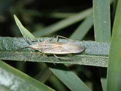 Mecidea lindbergi