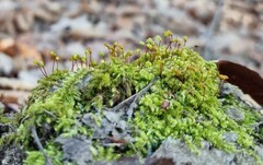 Brachytheciastrum velutinum