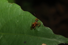 Agriocoris flavipes