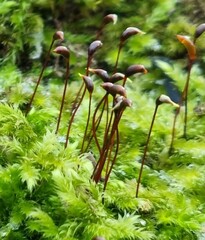 Brachytheciastrum velutinum