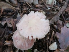 Mycena rosea
