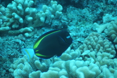 Acanthurus nigricans