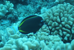 Acanthurus nigricans
