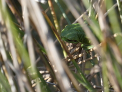 Hyla molleri