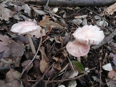 Mycena rosea