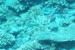 Thalassoma quinquevittatum